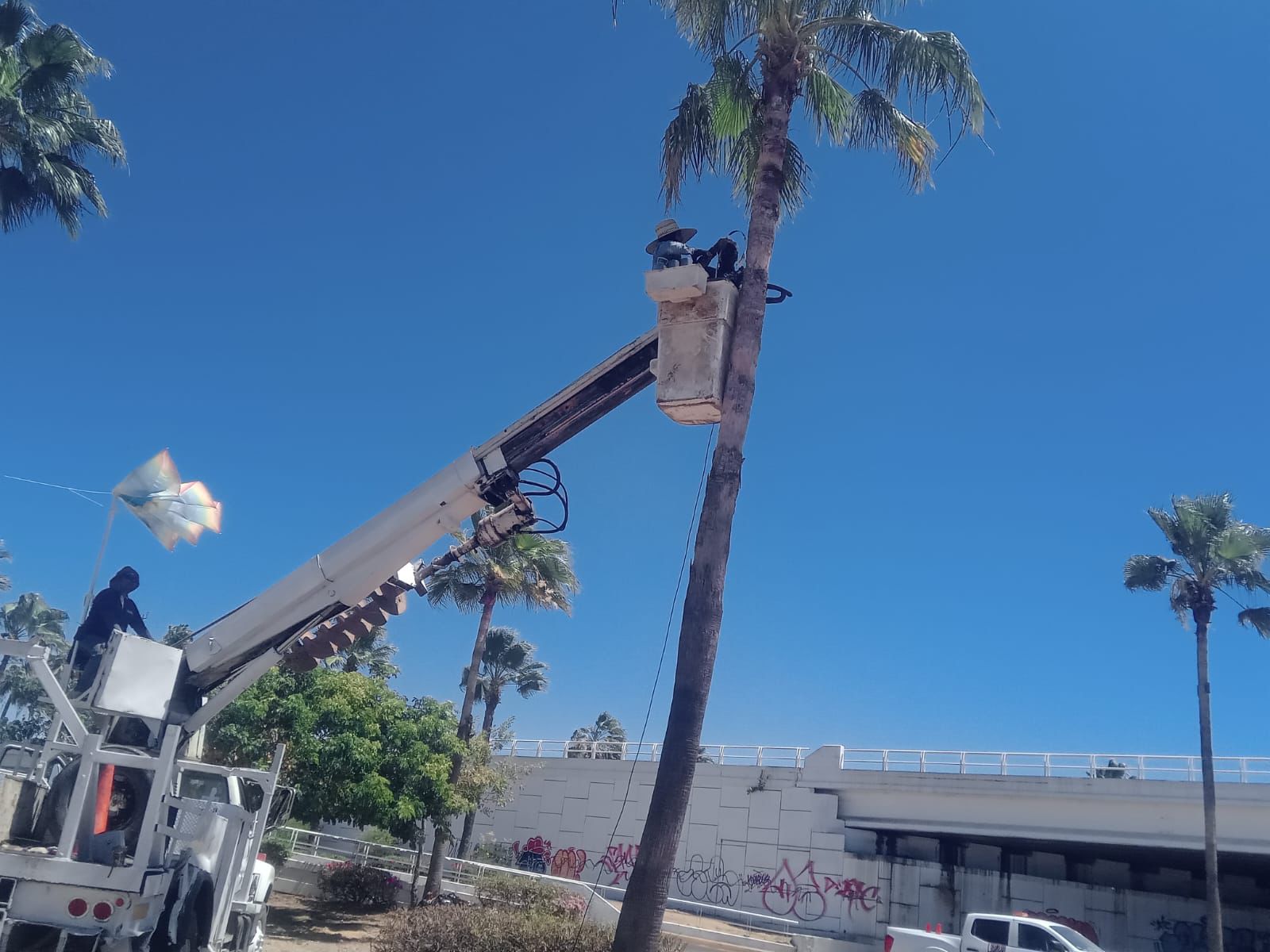 Continúan acciones de mantenimiento urbano con poda de palmeras en el Distribuidor Vial Humaya